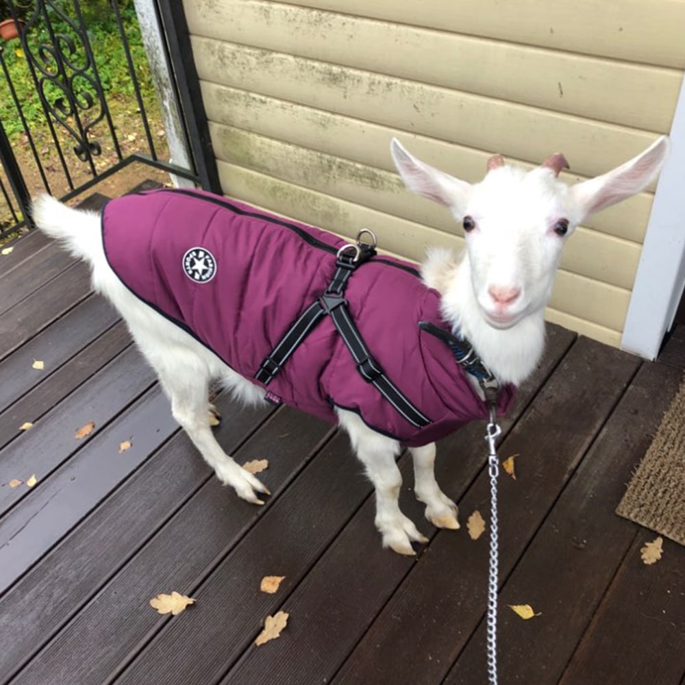 Cold Weather Dog Jacket with Harness Waterproof Padded Puffer Coat for Winter - Image 14
