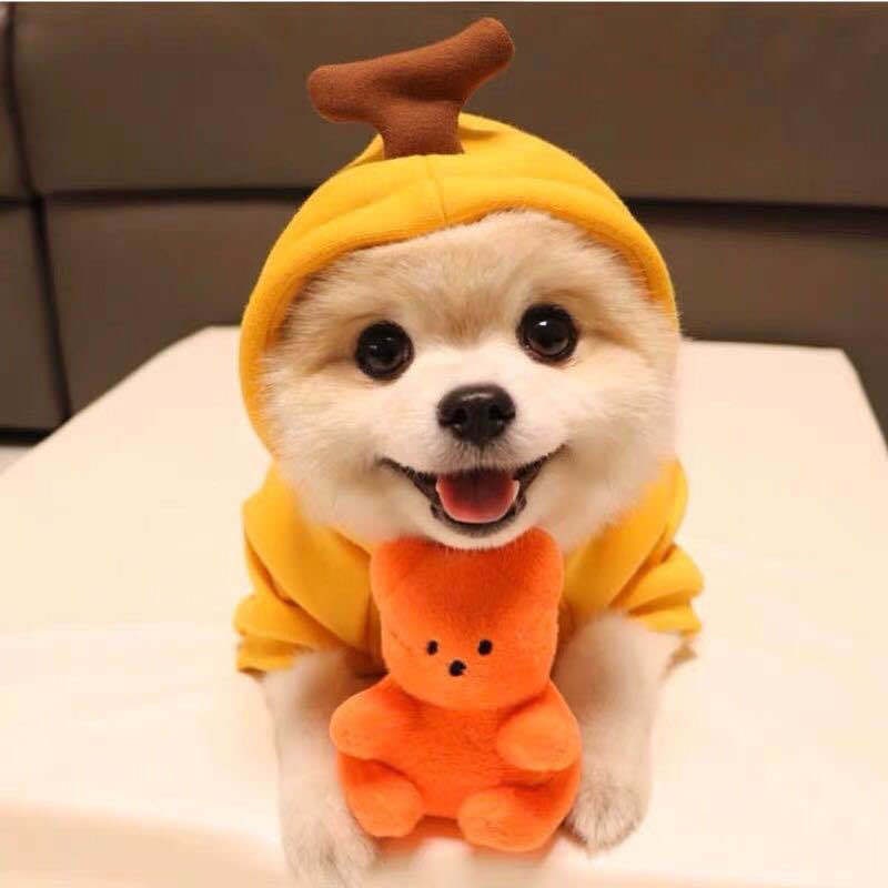 Dog Clothes Hoodie with Fleece and Novelty Hood Designs for Small Sweaters - Image 10