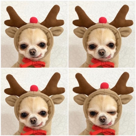 Dog Clothes Hoodie with Fleece and Novelty Hood Designs for Small Sweaters - Image 4