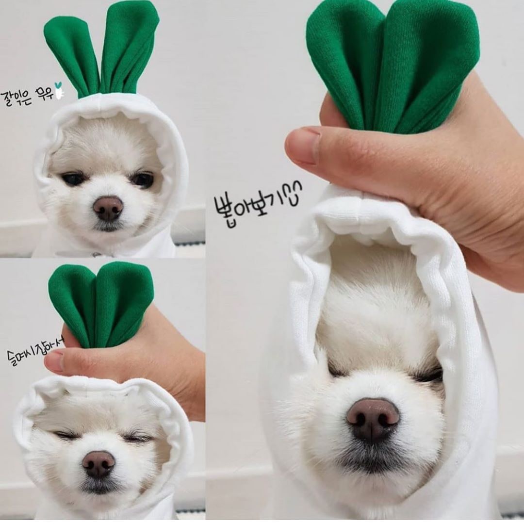 Dog Clothes Hoodie with Fleece and Novelty Hood Designs for Small Sweaters - Image 5