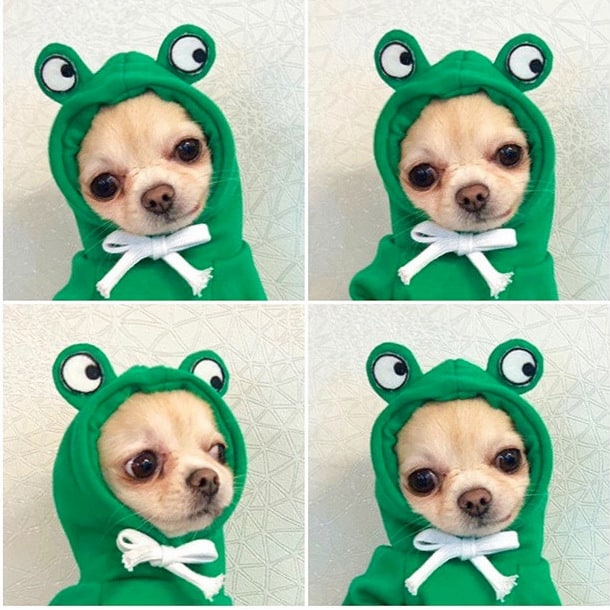 Dog Clothes Hoodie with Fleece and Novelty Hood Designs for Small Sweaters - Image 9