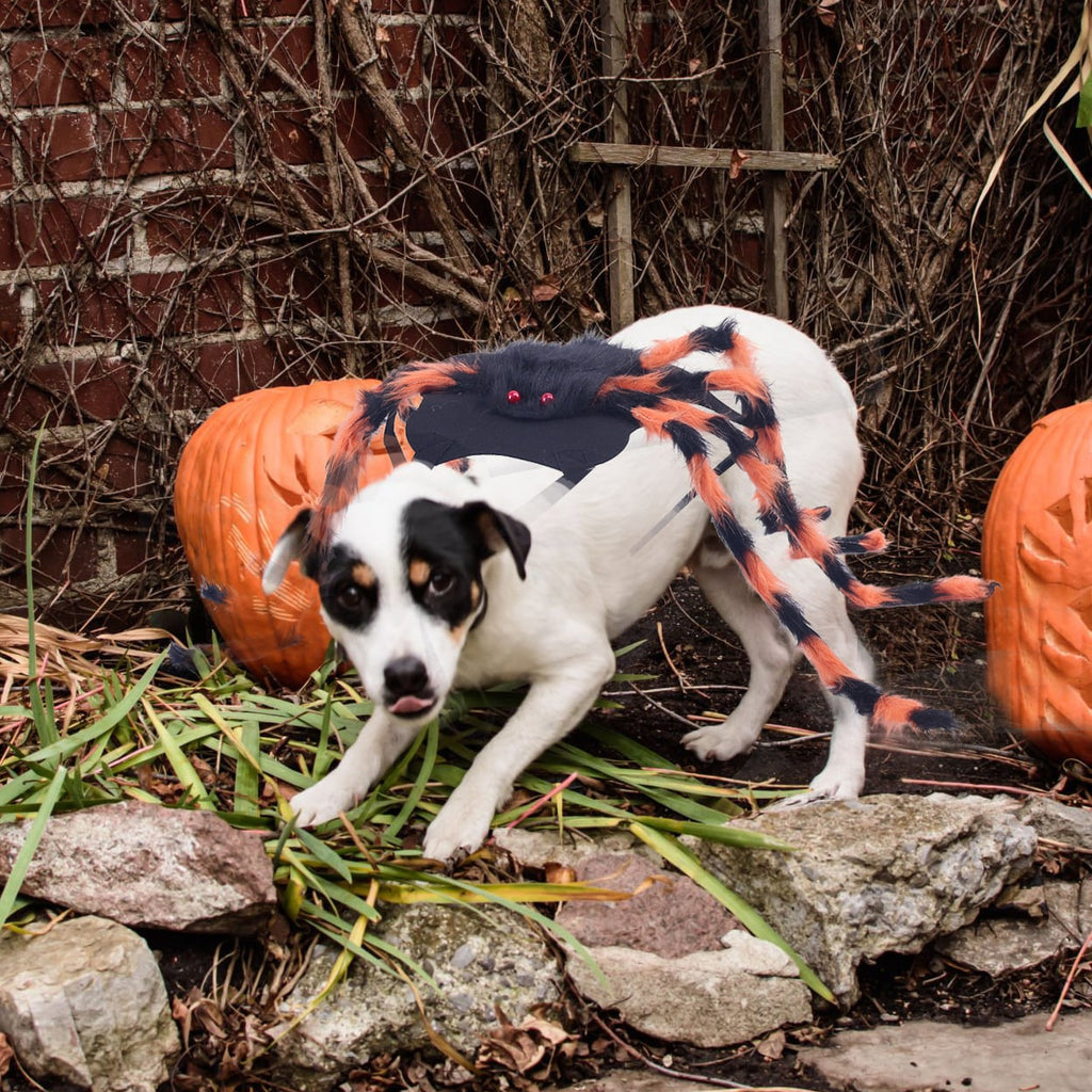 Dog Halloween Spider Costume with Adjustable Straps - Image 10