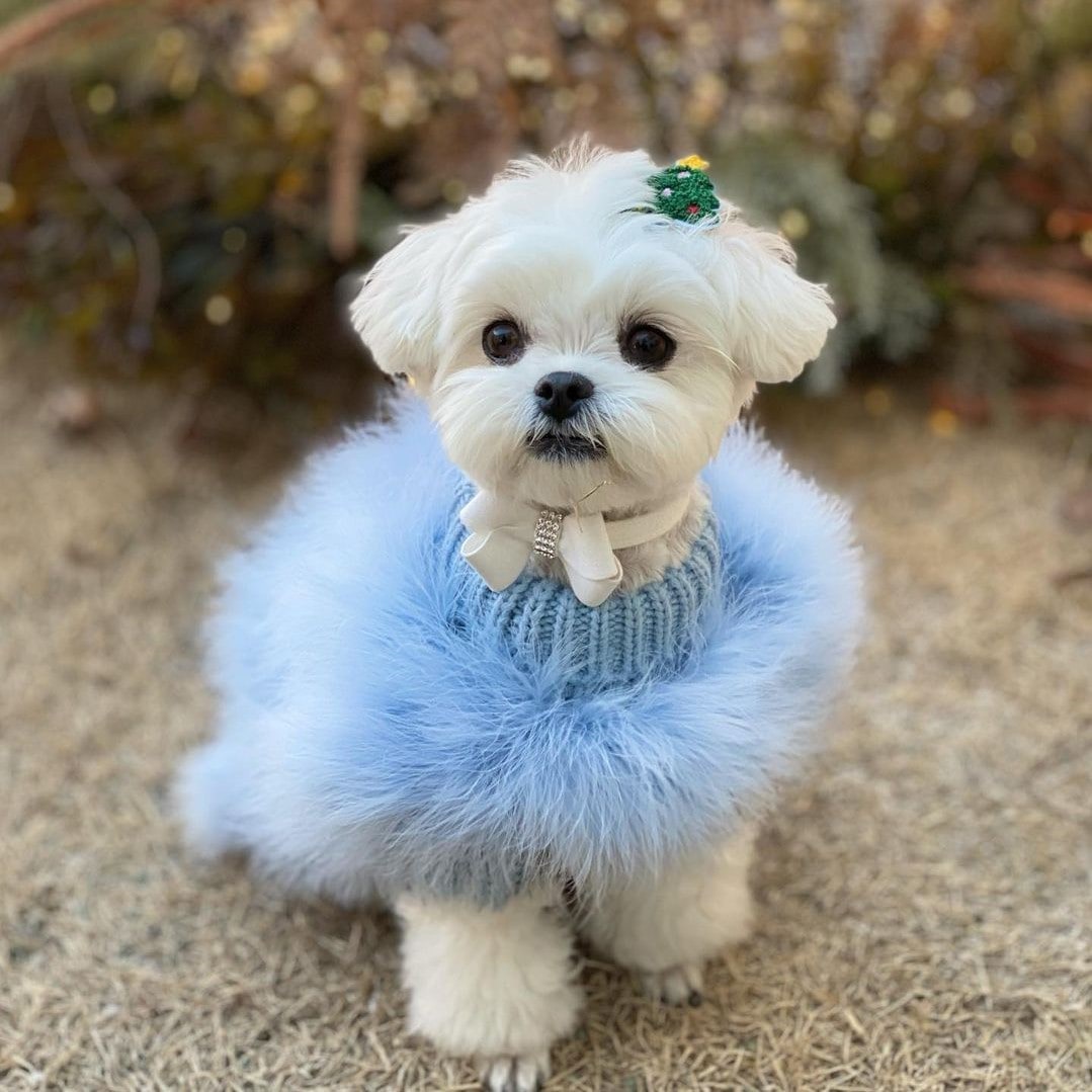 Dog Sweater with Ribbed Turtleneck and Fluffy Faux Fur for Small to Big - Image 4