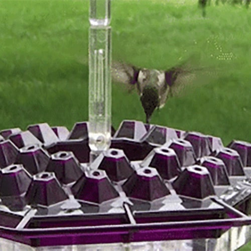 Hummingbird Feeder Hanging Plastic Outdoor Multiple Ports Perch Nectar - Image 2