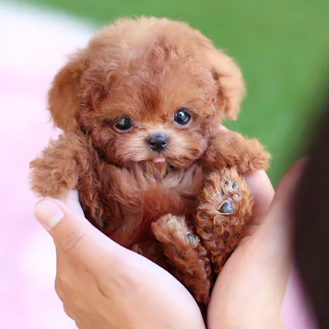 Interactive Realistic Plush Puppy Dog Toy with Moving Sounds and Soft Curly Fur Robot - Image 1