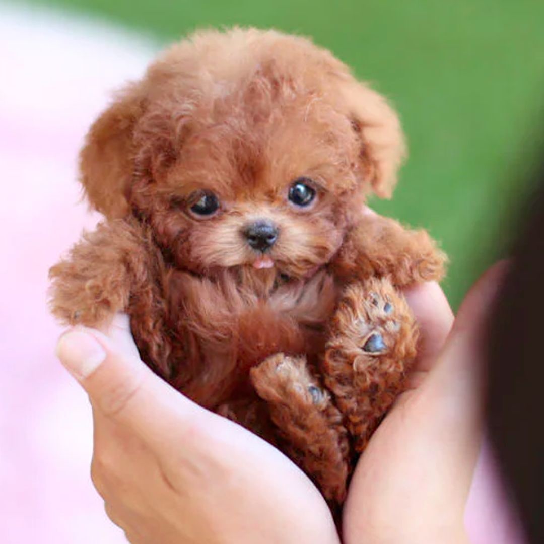 Interactive Realistic Plush Puppy Dog Toy with Moving Sounds and Soft Curly Fur Robot - Image 3