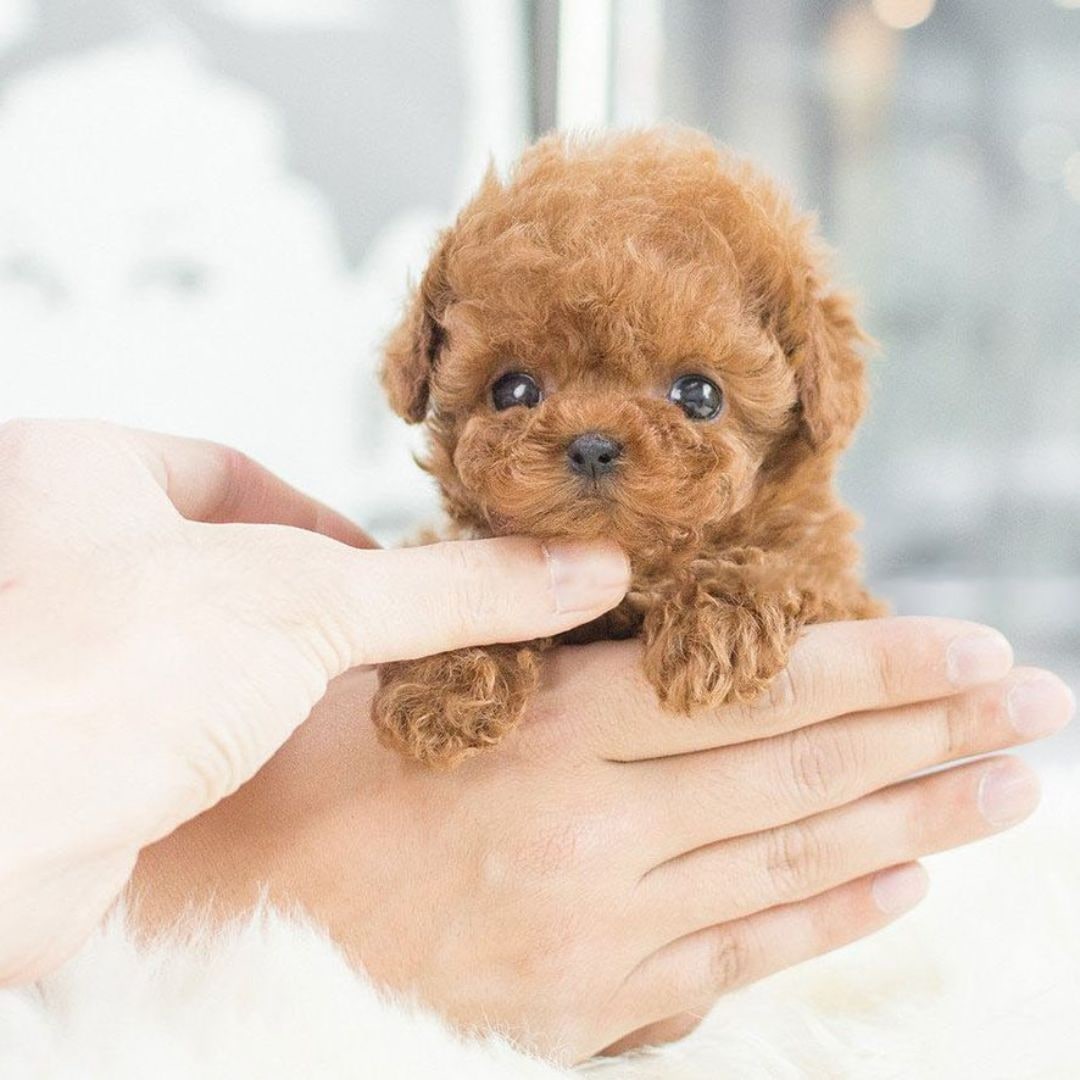 Interactive Realistic Plush Puppy Dog Toy with Moving Sounds and Soft Curly Fur Robot - Image 6