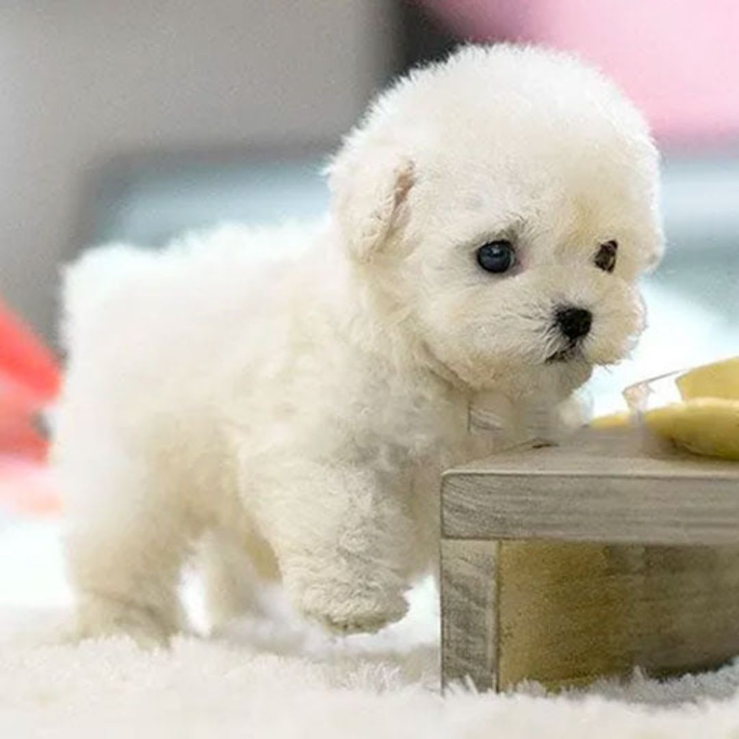 Kids' Realistic Plush Dog Stuffed Animals Toy with Soft Curly Fur and Lifelike Details Walking - Image 4