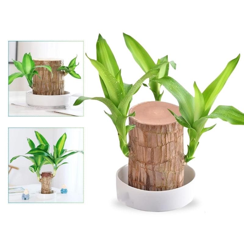 Low Maintenance Indoor Plant Air Purifying Brazilian Wood Hydroponic Setup Small Lucky - Image 1