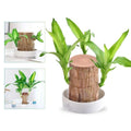 Low Maintenance Indoor Plant Air Purifying Brazilian Wood Hydroponic Setup Small Lucky - Image 1