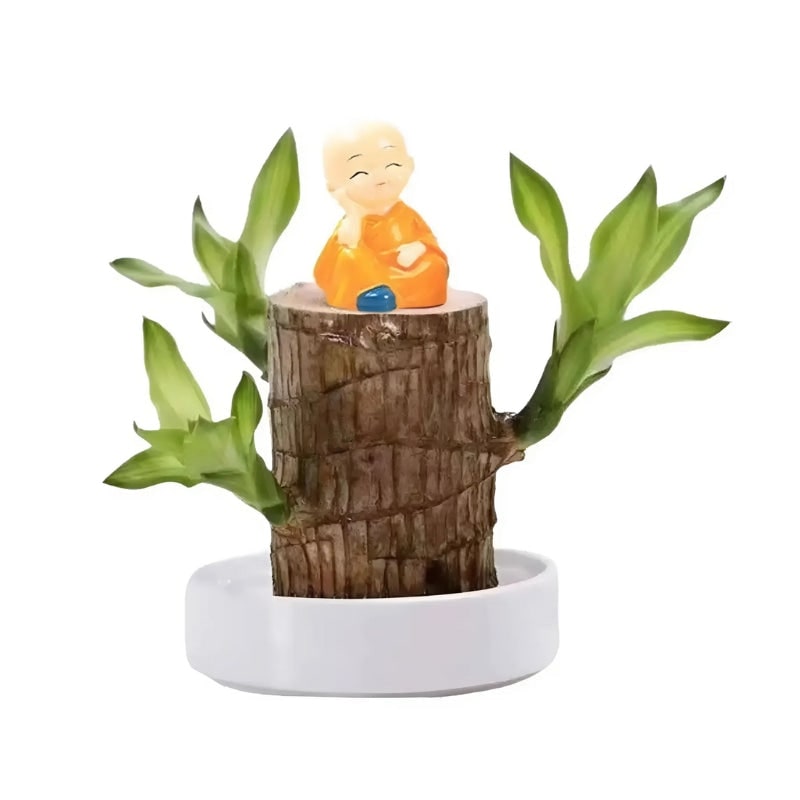 Low Maintenance Indoor Plant Air Purifying Brazilian Wood Hydroponic Setup Small Lucky - Image 2