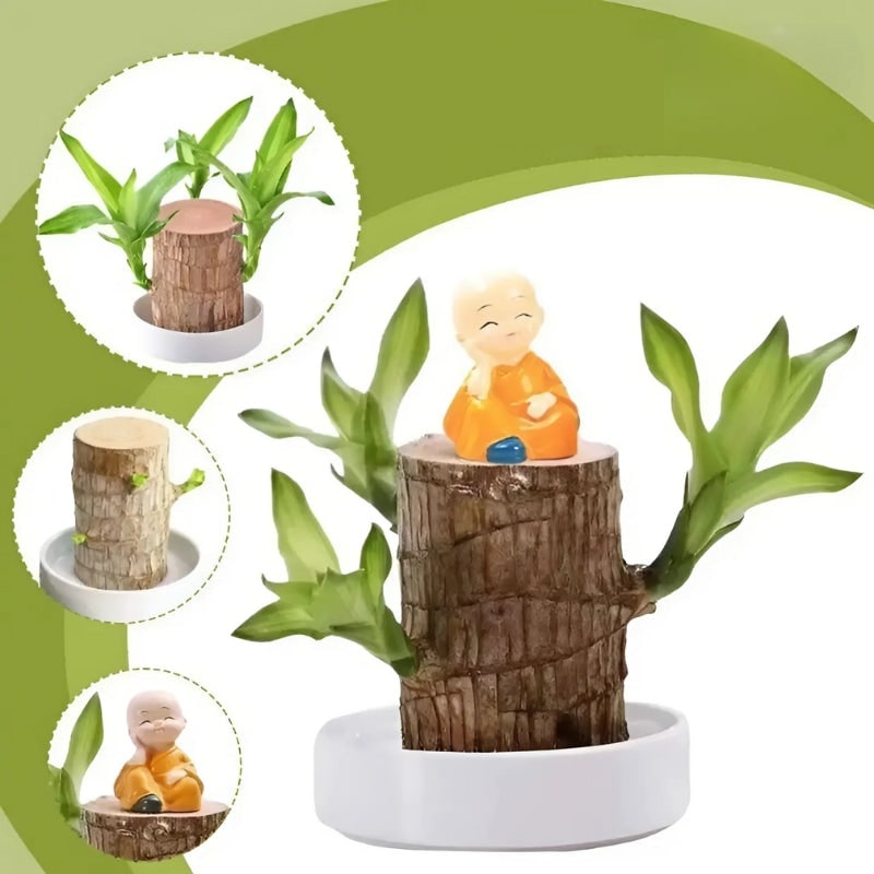 Low Maintenance Indoor Plant Air Purifying Brazilian Wood Hydroponic Setup Small Lucky - Image 3