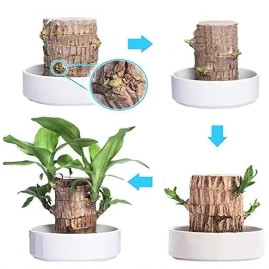 Low Maintenance Indoor Plant Air Purifying Brazilian Wood Hydroponic Setup Small Lucky - Image 4
