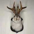 Taxidermy Jackalope Wall Mount on Wooden Plaque - Image 1