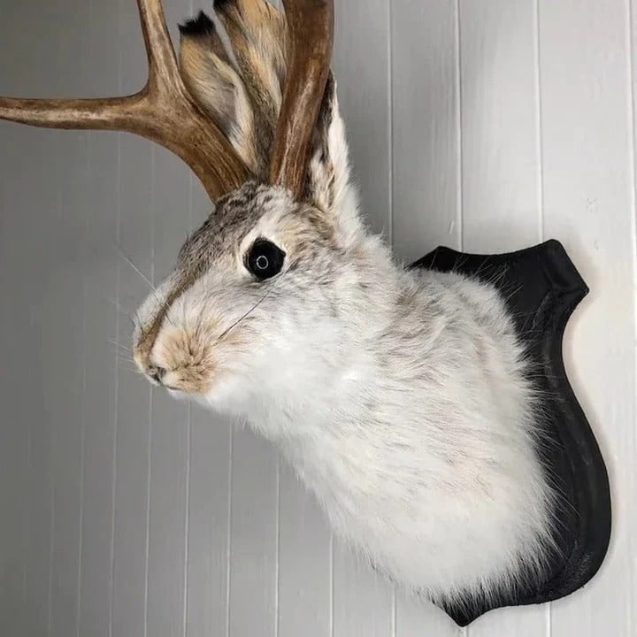 Taxidermy Jackalope Wall Mount on Wooden Plaque - Image 2